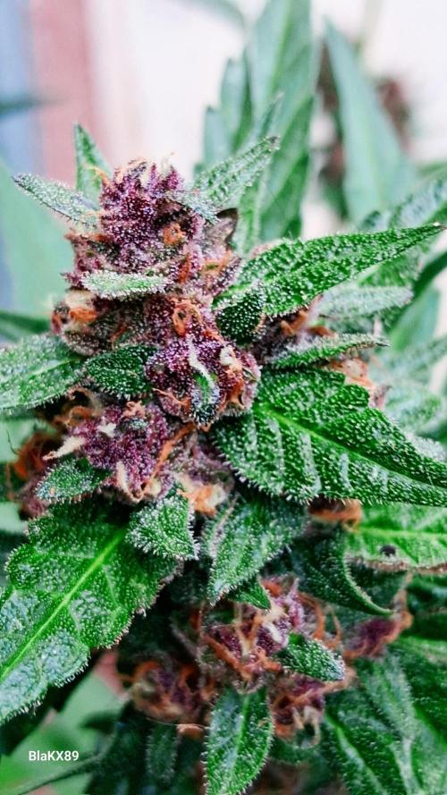 Purple Lemonade Auto RF3 😈🥤3️⃣. Week 7