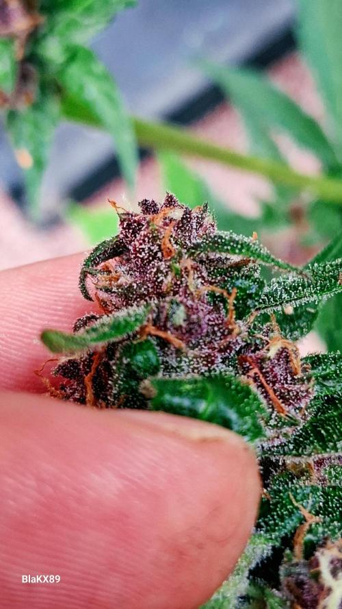 Purple Lemonade Auto RF3 😈🥤3️⃣. Week 7