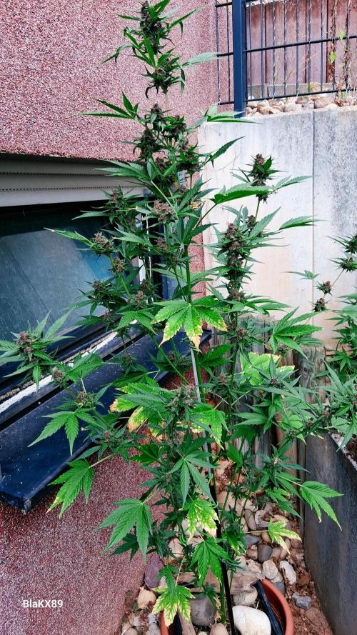 Purple Lemonade Auto RF3 😈🥤3️⃣. Week 7