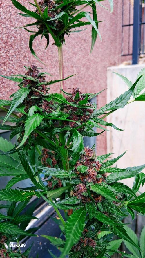 Purple Lemonade Auto RF3 😈🥤3️⃣. Week 7