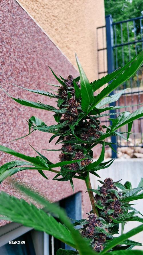 Purple Lemonade Auto RF3 😈🥤3️⃣. Week 7
