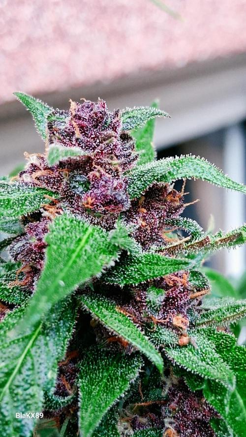 Purple Lemonade Auto RF3 😈🥤3️⃣. Week 7