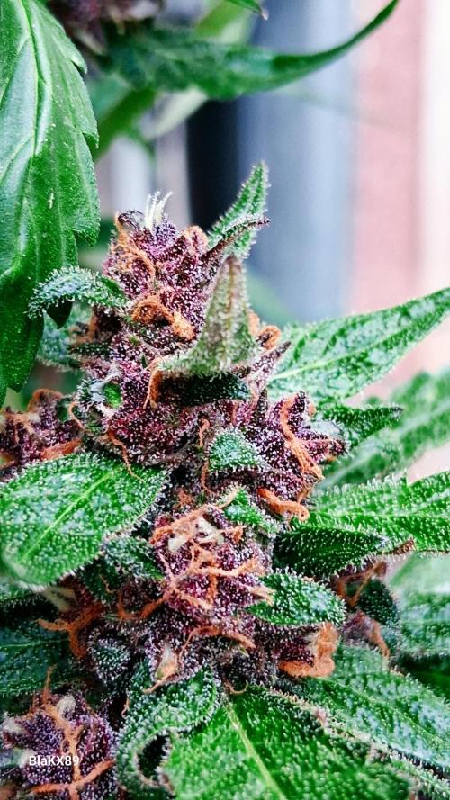 Purple Lemonade Auto RF3 😈🥤3️⃣. Week 7