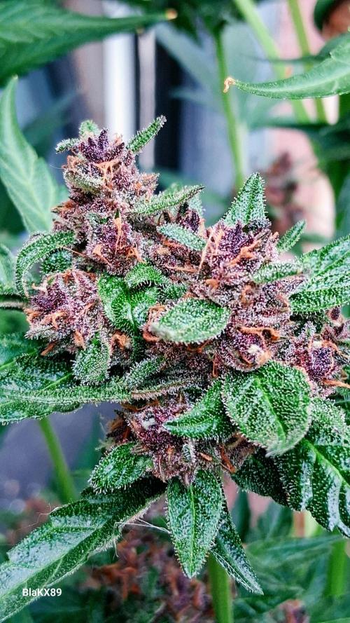 Purple Lemonade Auto RF3 😈🥤3️⃣. Week 7