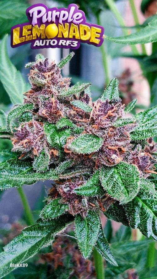 Purple Lemonade Auto RF3 😈🥤3️⃣. Week 7