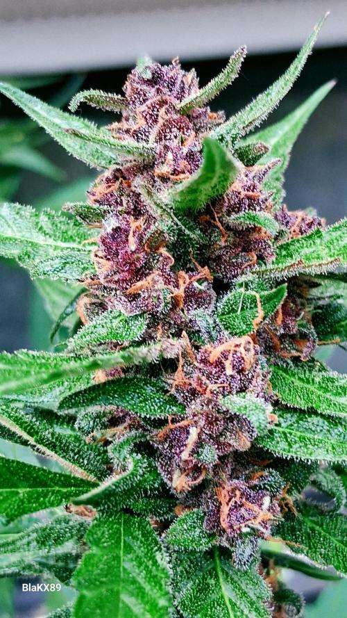 Purple Lemonade Auto RF3 😈🥤3️⃣. Week 7