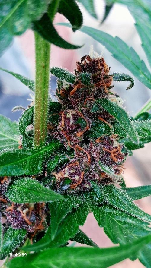 Purple Lemonade Auto RF3 😈🥤3️⃣. Week 7