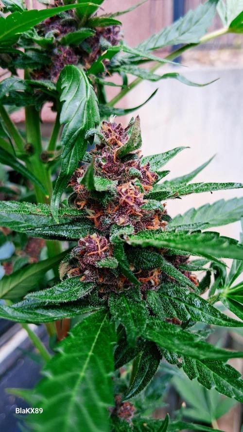 Purple Lemonade Auto RF3 😈🥤3️⃣. Week 7
