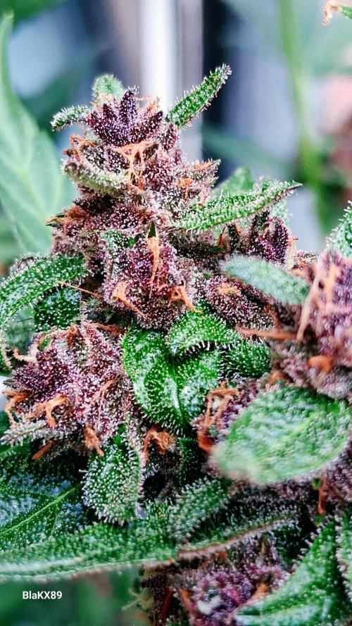 Purple Lemonade Auto RF3 😈🥤3️⃣. Week 7