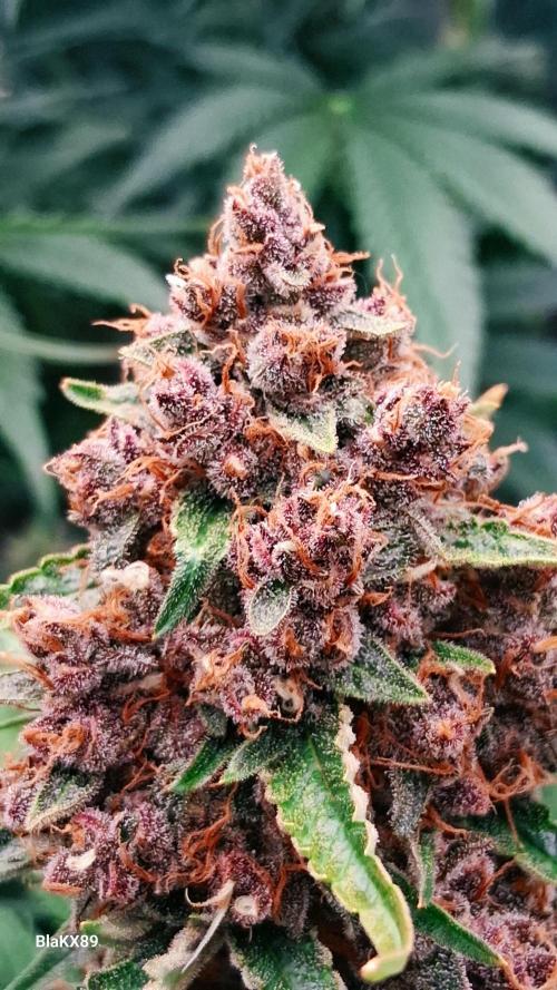 Auto | Namis Orangen von V-Buds mit EPN. Week 8