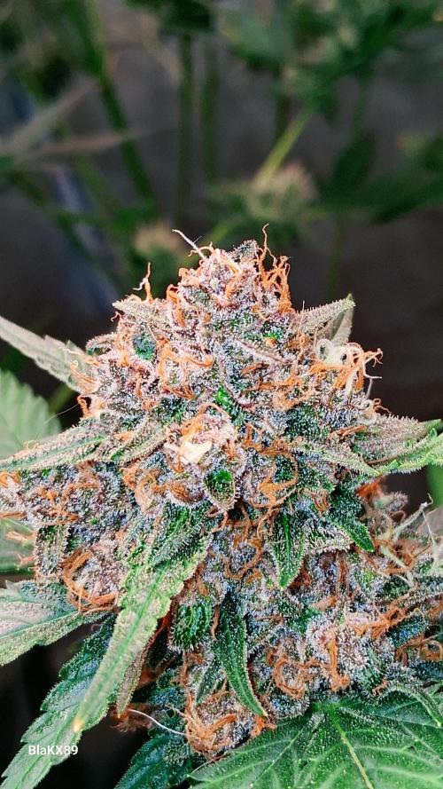 Auto | Namis Orangen von V-Buds mit EPN. Week 8