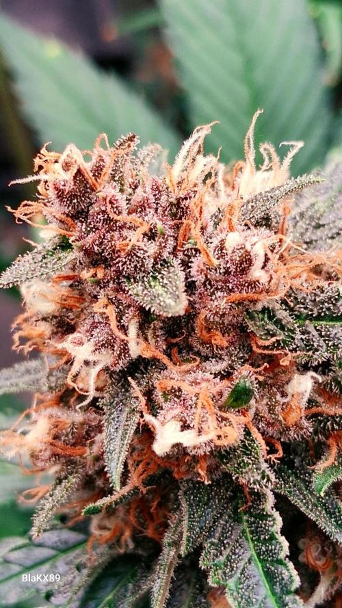 Auto | Namis Orangen von V-Buds mit EPN. Week 8