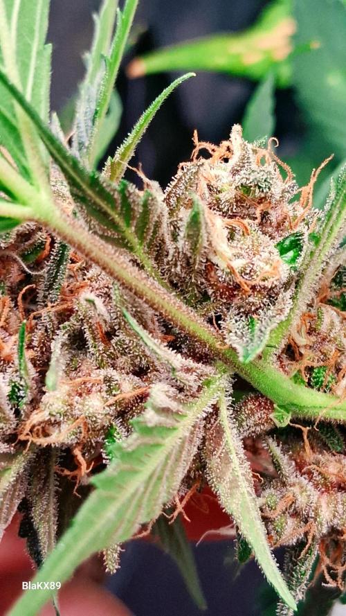 Auto | Namis Orangen von V-Buds mit EPN. Week 8