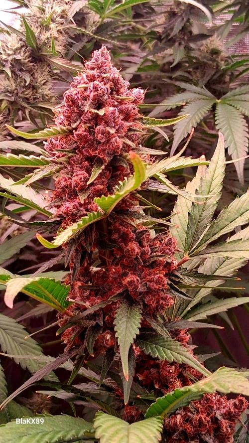 Auto | Namis Orangen von V-Buds mit EPN. Week 8