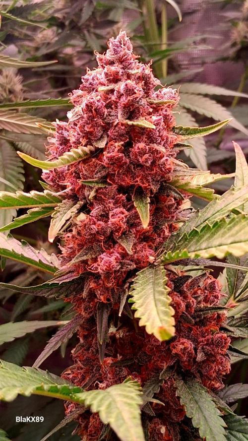 Auto | Namis Orangen von V-Buds mit EPN. Week 8