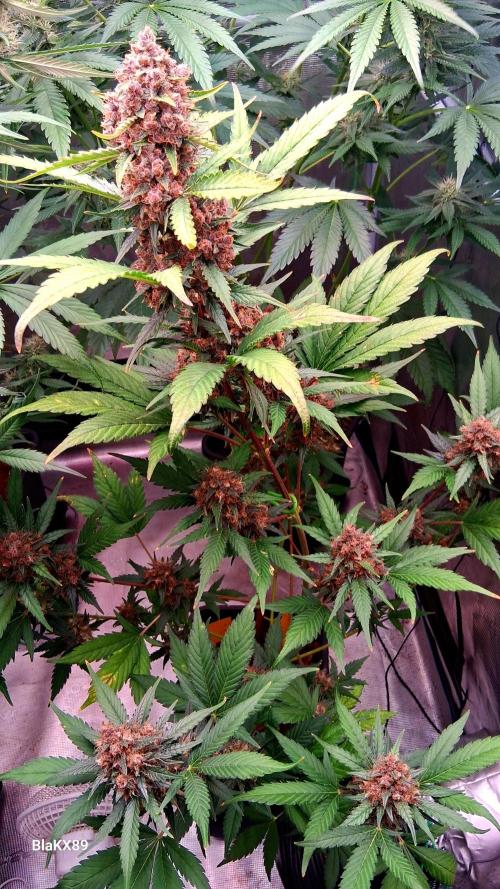 Auto | Namis Orangen von V-Buds mit EPN. Week 8