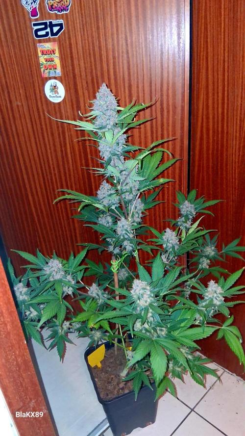 Auto | Namis Orangen von V-Buds mit EPN. Week 8