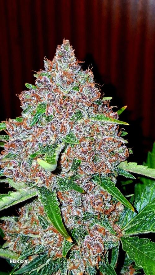 Auto | Namis Orangen von V-Buds mit EPN. Week 8