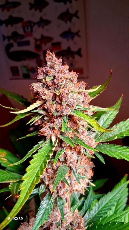 Auto | Namis Orangen von V-Buds mit EPN. Week 8