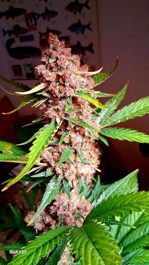 Auto | Namis Orangen von V-Buds mit EPN. Week 8