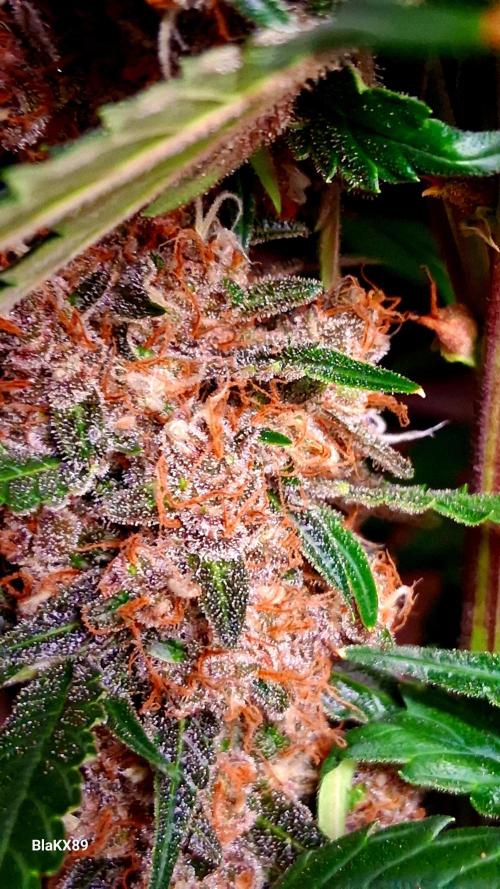 Auto | Namis Orangen von V-Buds mit EPN. Week 8