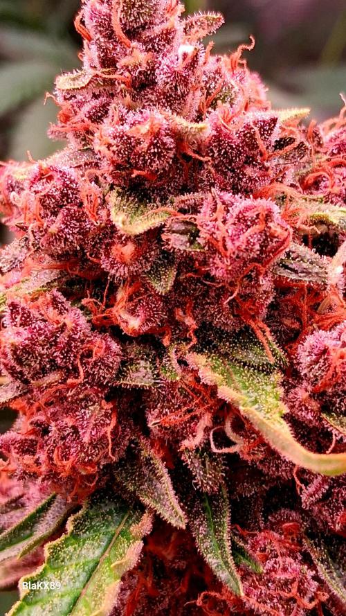 Auto | Namis Orangen von V-Buds mit EPN. Week 8