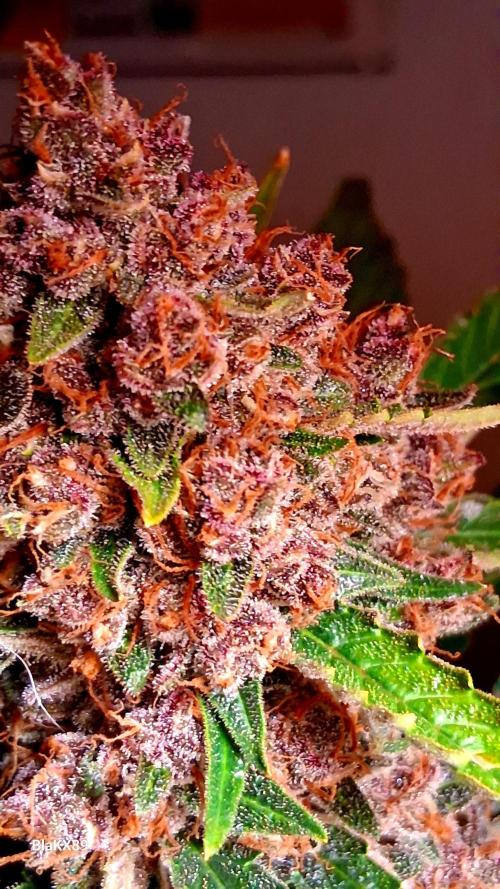 Auto | Namis Orangen von V-Buds mit EPN. Week 8
