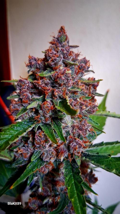 Auto | Namis Orangen von V-Buds mit EPN. Week 8