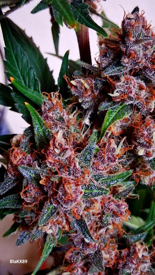 Auto | Namis Orangen von V-Buds mit EPN. Week 8