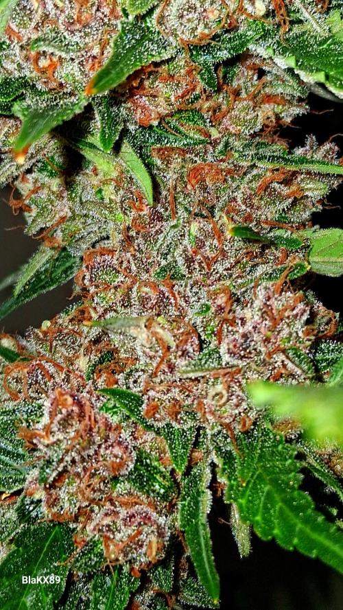 Auto | Namis Orangen von V-Buds mit EPN. Week 8