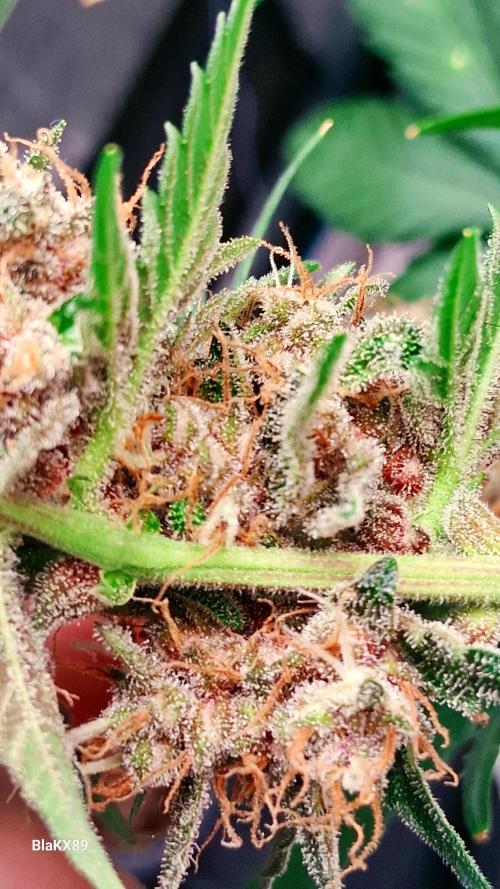 Auto | Namis Orangen von V-Buds mit EPN. Week 8