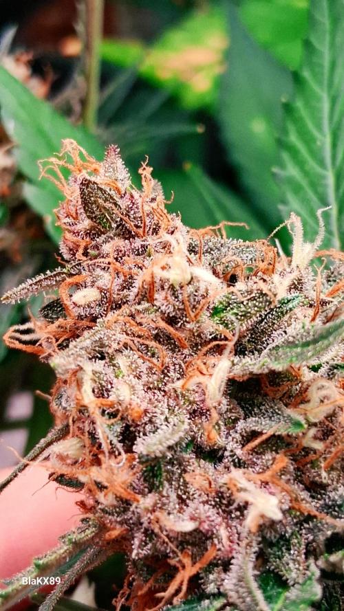 Auto | Namis Orangen von V-Buds mit EPN. Week 8