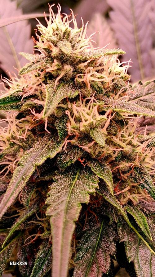 Banana Purple Auto | Paradise Seeds. Week 7