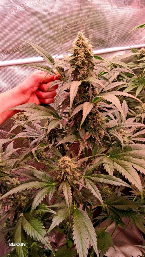 Banana Purple Auto | Paradise Seeds. Week 7