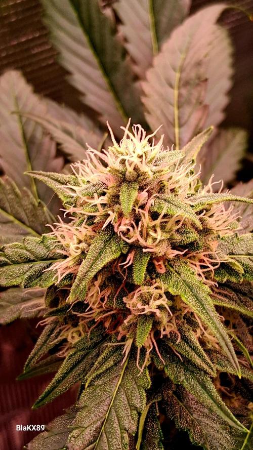 Banana Purple Auto | Paradise Seeds. Week 7