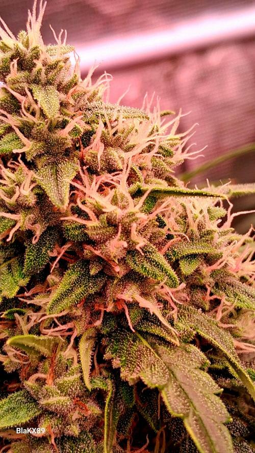 Banana Purple Auto | Paradise Seeds. Week 7