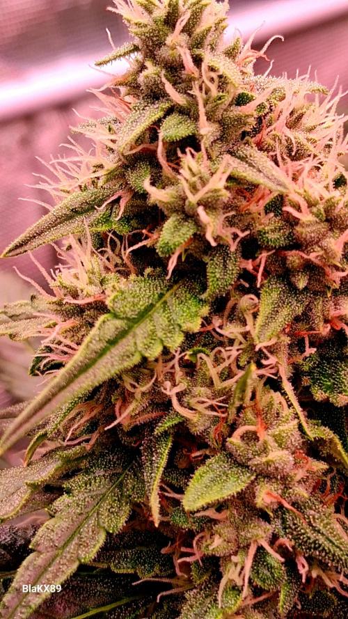 Banana Purple Auto | Paradise Seeds. Week 7