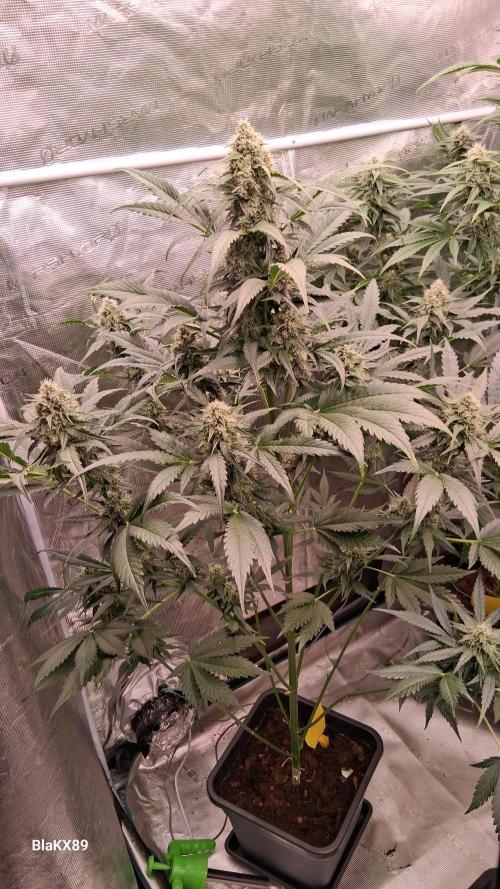 Banana Purple Auto | Paradise Seeds. Week 7