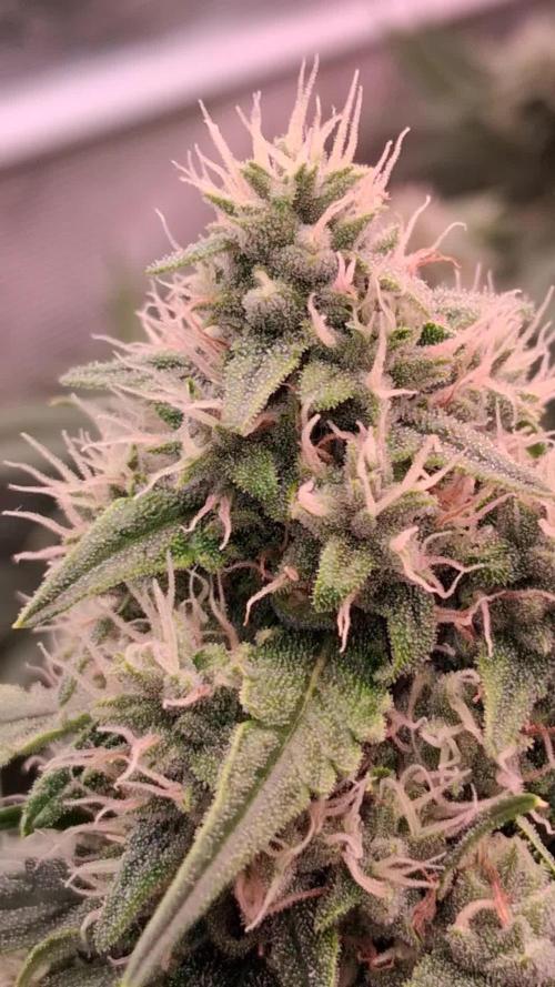 Banana Purple Auto | Paradise Seeds