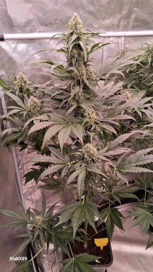 Banana Purple Auto | Paradise Seeds. Week 7