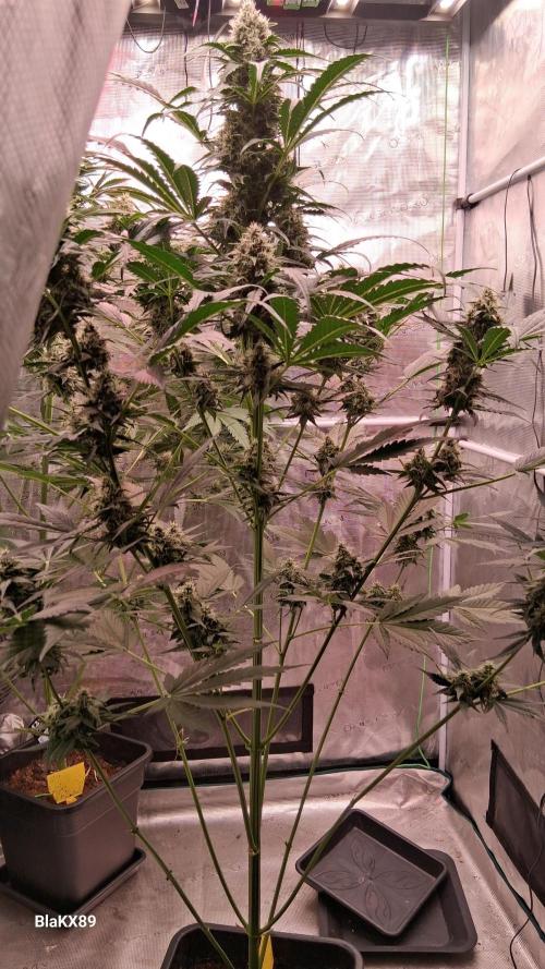 Banana Purple Auto | Paradise Seeds. Week 7