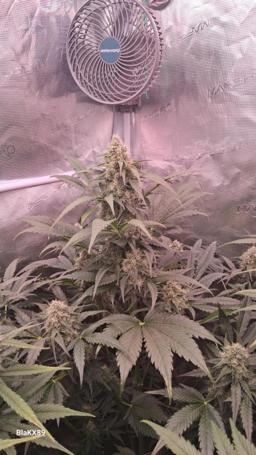 Banana Purple Auto | Paradise Seeds. Week 7