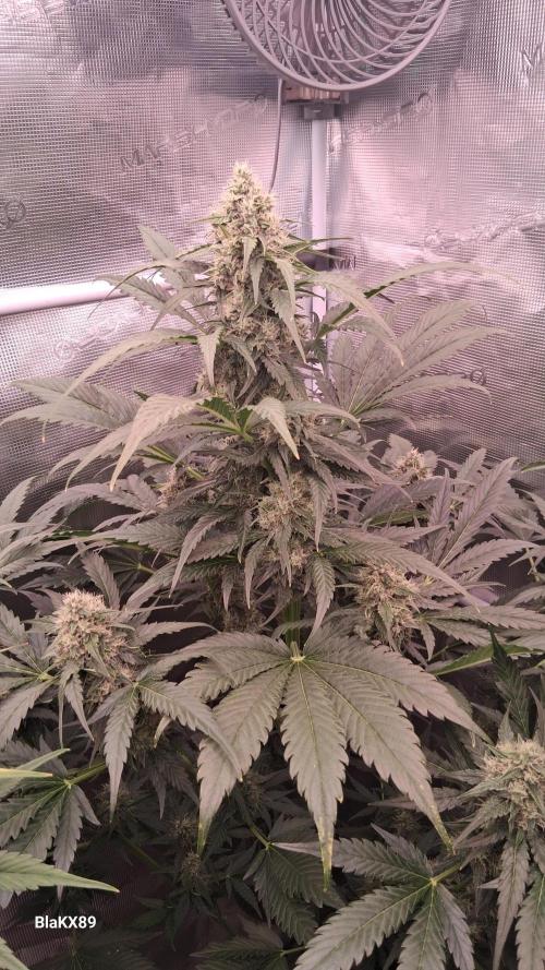 Banana Purple Auto | Paradise Seeds. Week 7