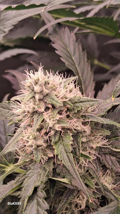 Banana Purple Auto | Paradise Seeds. Week 7