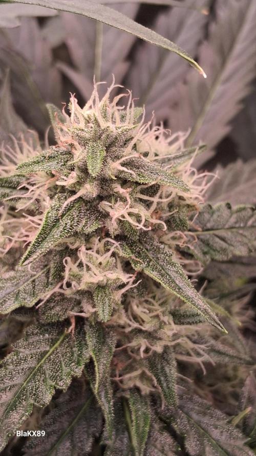 Banana Purple Auto | Paradise Seeds. Week 7