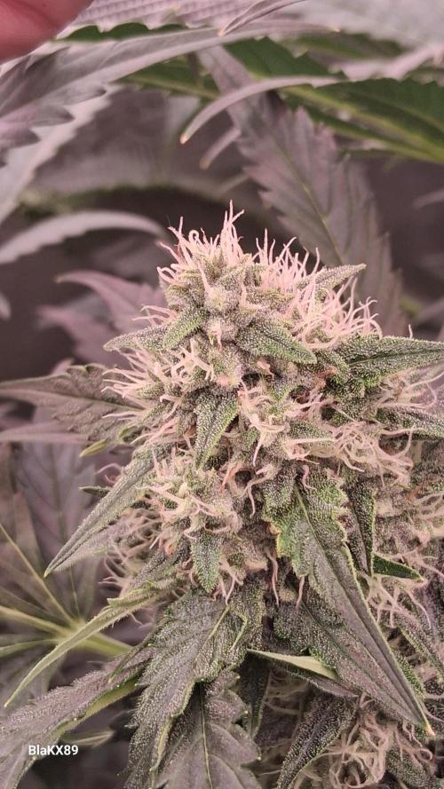 Banana Purple Auto | Paradise Seeds. Week 7