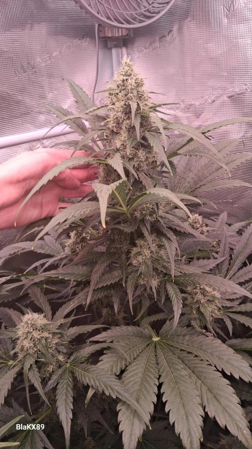 Banana Purple Auto | Paradise Seeds. Week 7