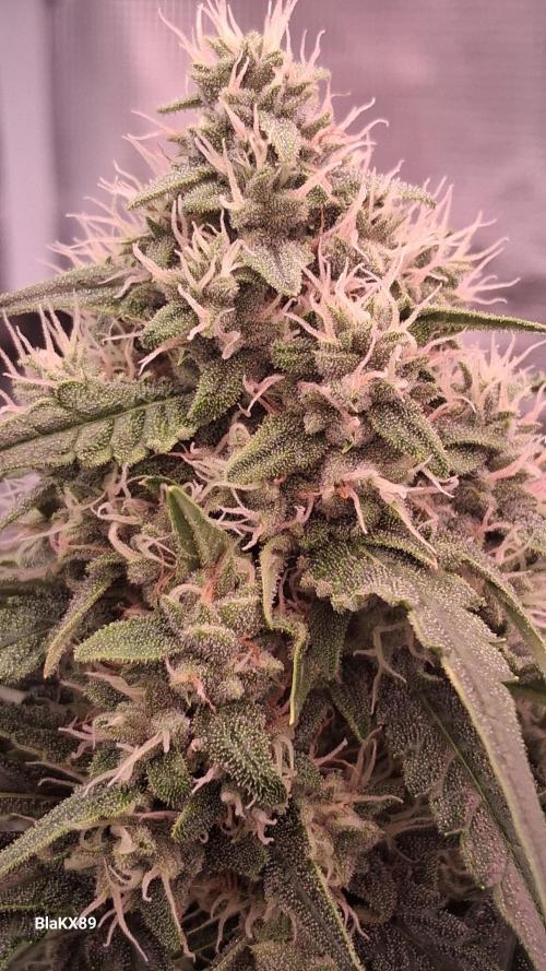 Banana Purple Auto | Paradise Seeds. Week 7
