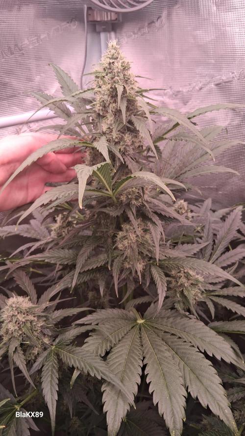Banana Purple Auto | Paradise Seeds. Week 7