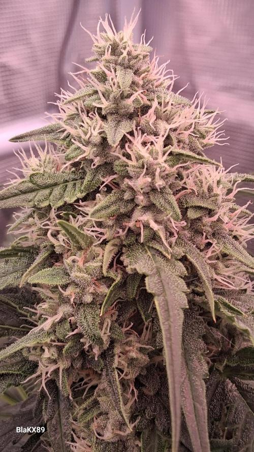 Banana Purple Auto | Paradise Seeds. Week 7